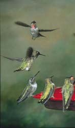 Rubythroat Hummingbirds Rubythroat Hummingbirds