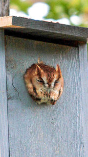 Brad's Owl box