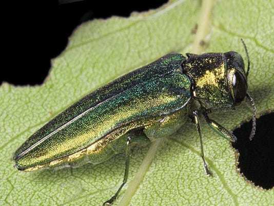 Emerald Ash Borer