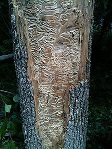 Ash Tree Damage